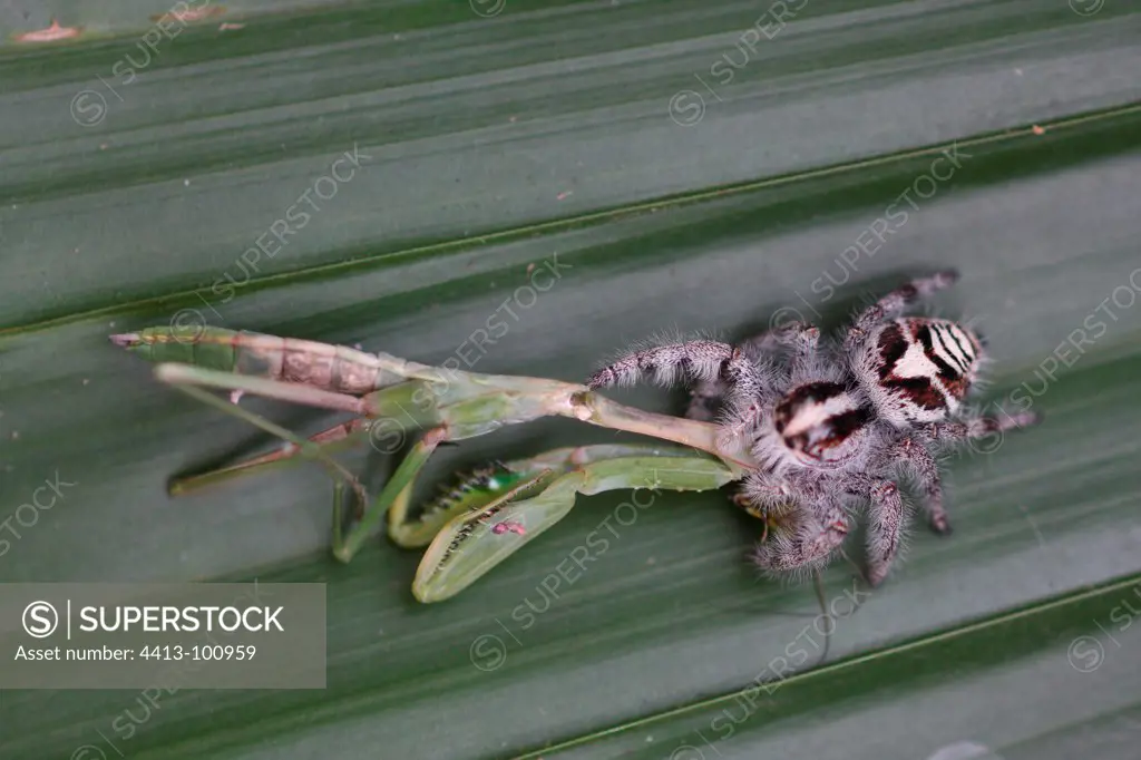 Tarantula eating a mantis Indonesia