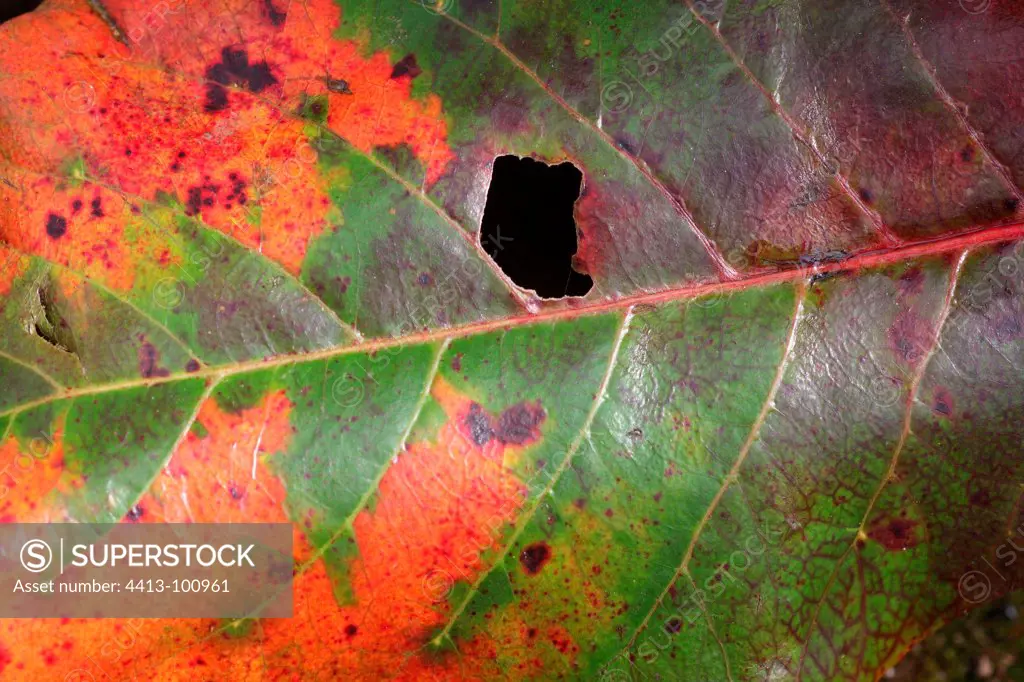 Leaf eaten and colorful Iya volcano in Indonesia
