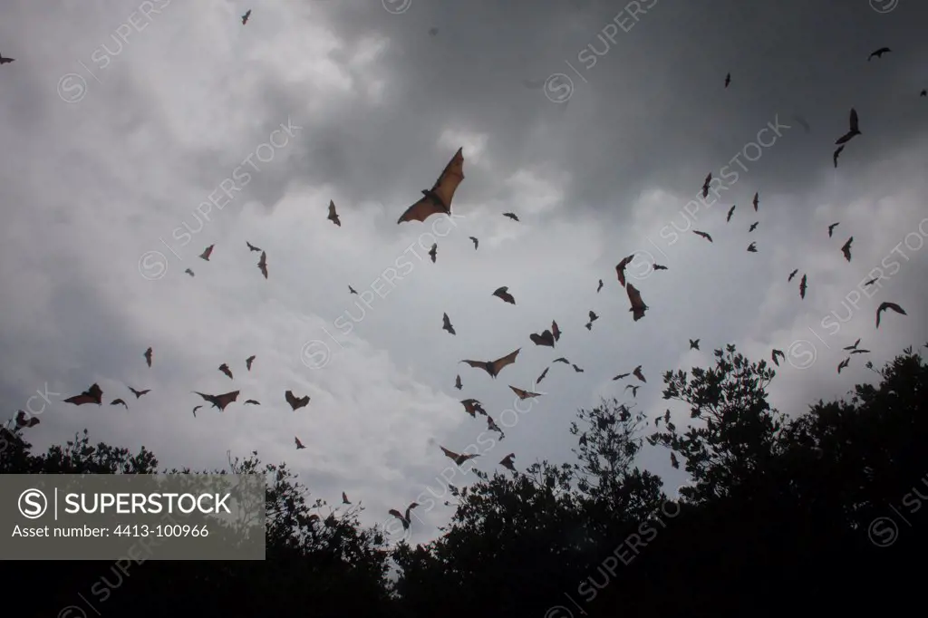 Fruit bats in flight in the natural park of the 17 islands Indonesia