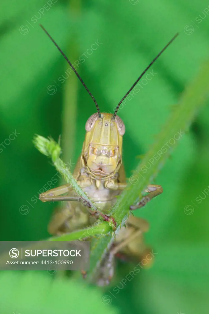 Migratory Locust in Indonesia
