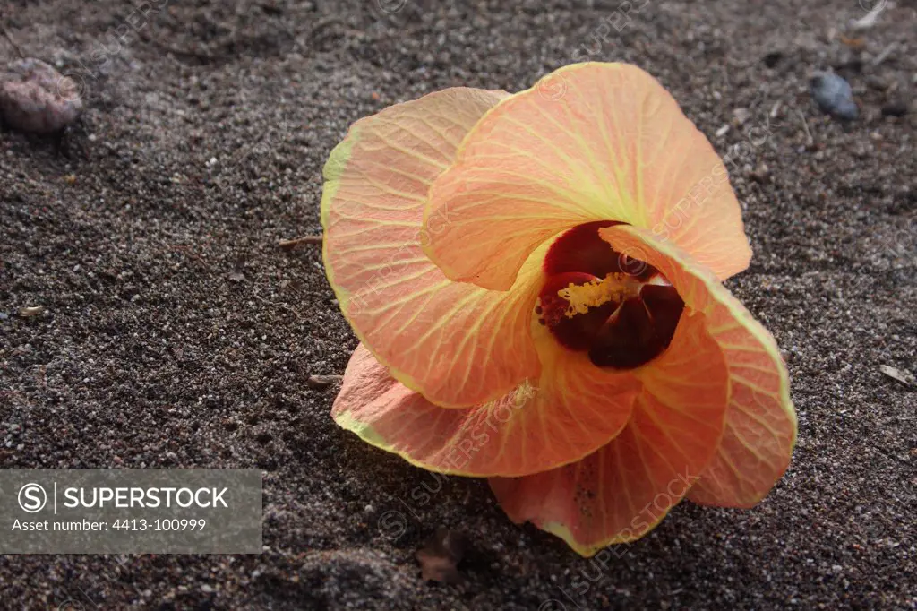 Hibiscus flower leaf linden in Indonesia