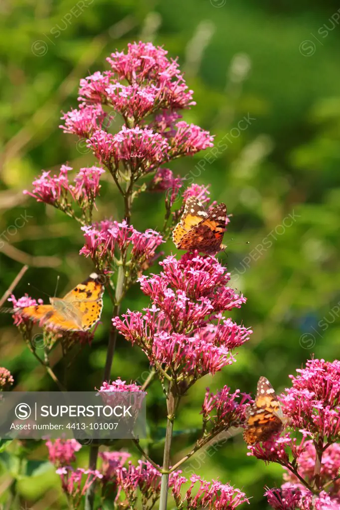 Painted-lady migrating foraging flowers ValerianFrance