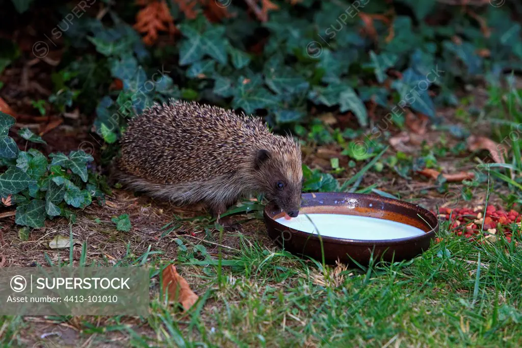 Hedgehog drinking milk in a bowl in a garden France