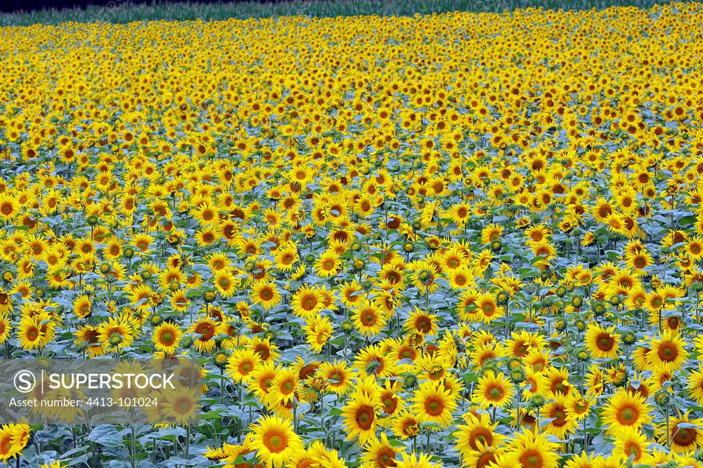 Field of Sunflowers in bloom Alsace France