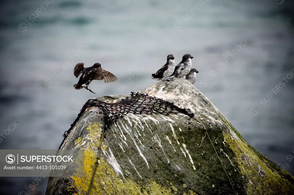 Least Auklet and capture system on a rock in Alaska
