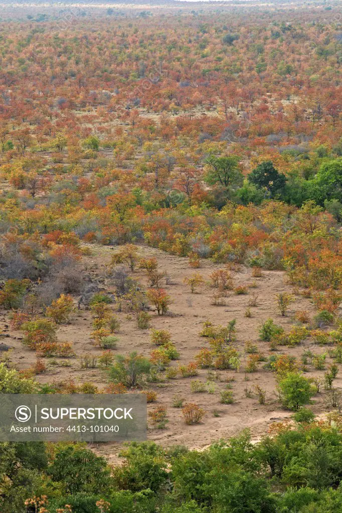 Desert shrub autumn Kruger South Africa