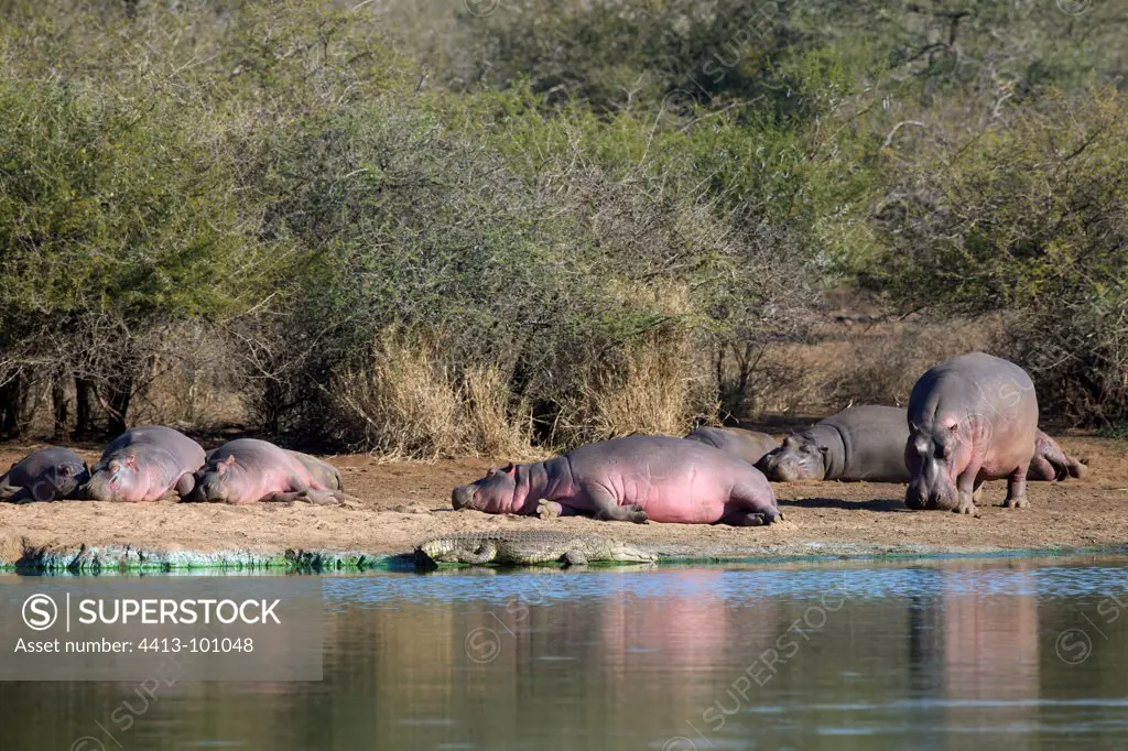 Hippopotamuses resting on the bank Kruger South Africa