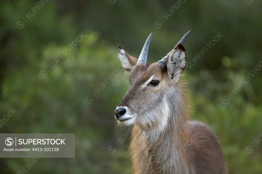 Portrait of young Waterbuck male in savanna Kruger