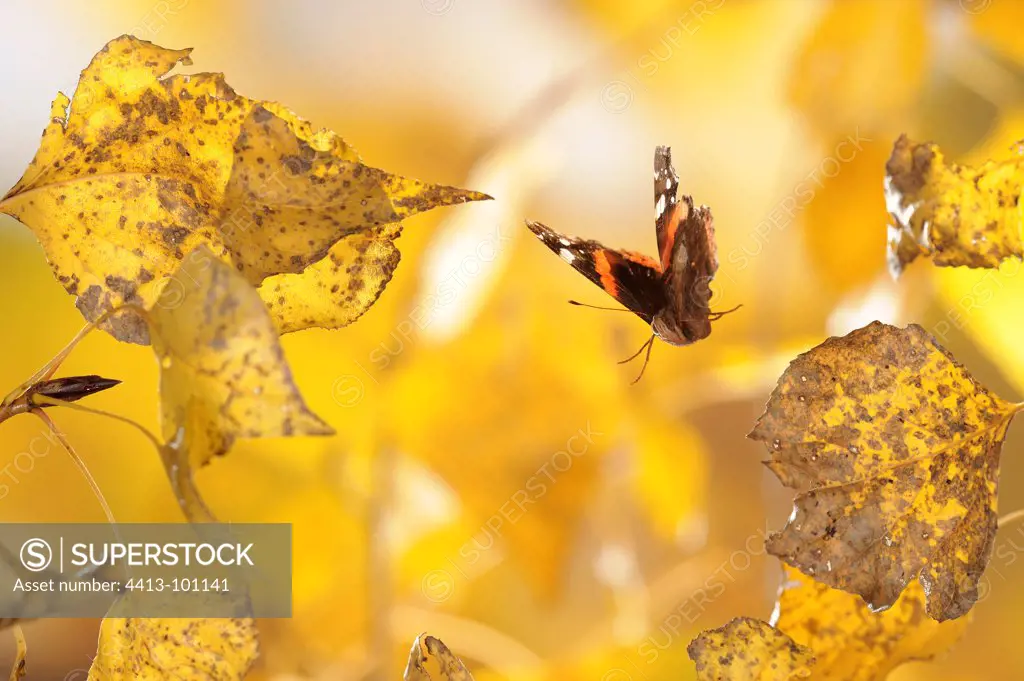 Red Admiral flying in the colors of autumn