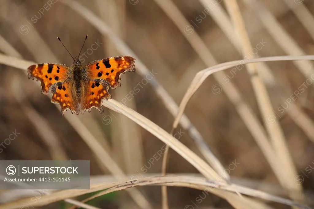 Comma butterfly warming his wings at the end of winter