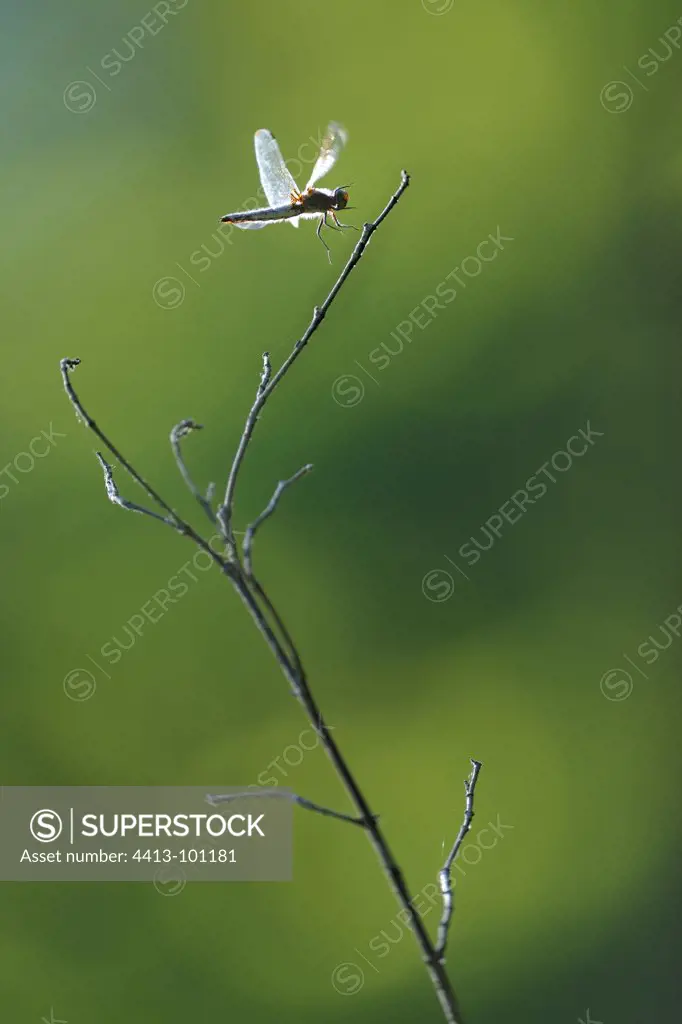 Broad-bodied Chaser male being put France