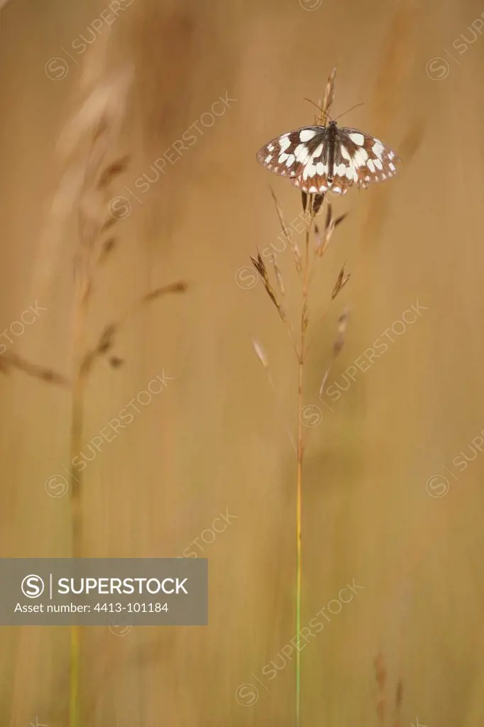 Marbled White on a blade of grass in summer Switzerland