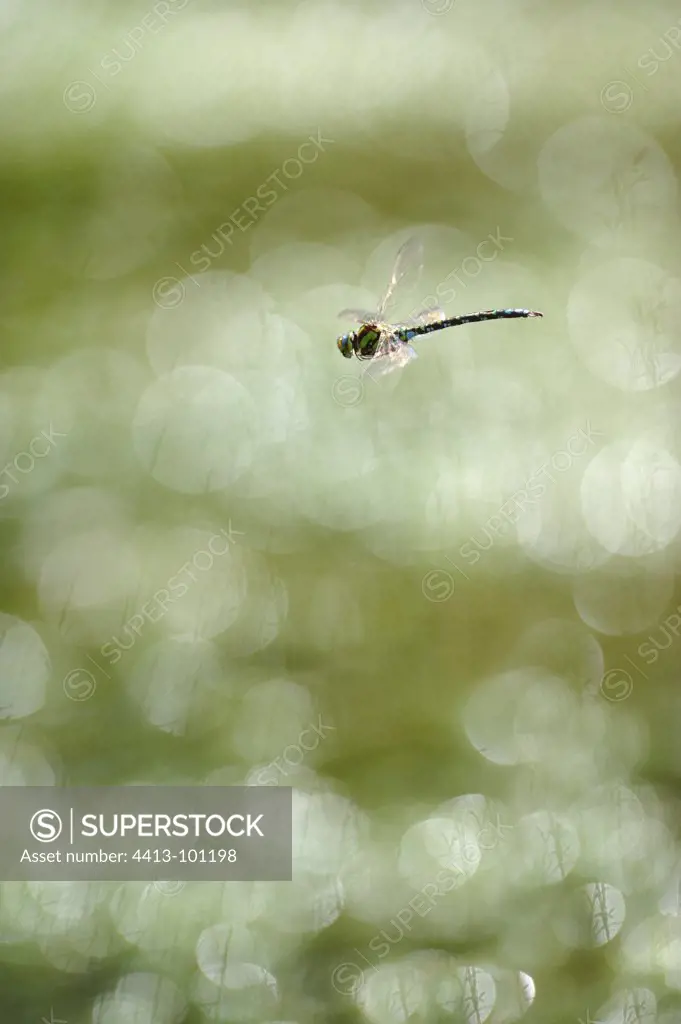 Southern Hawker Dragonfly hovering in a bog France