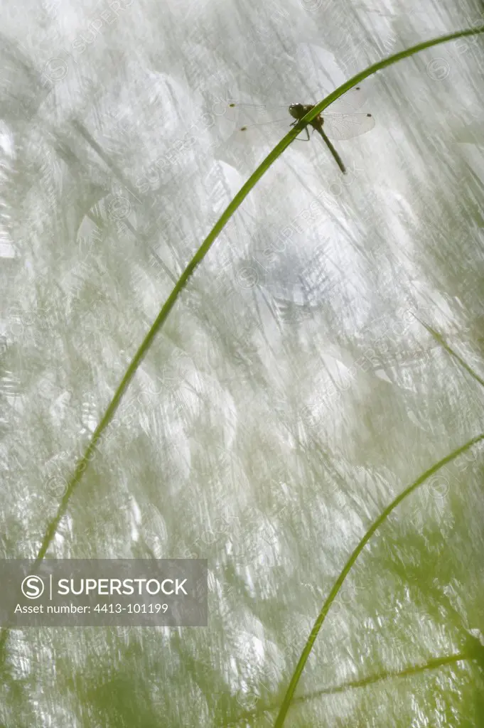 White-faced Dragonfly flying in a bog France