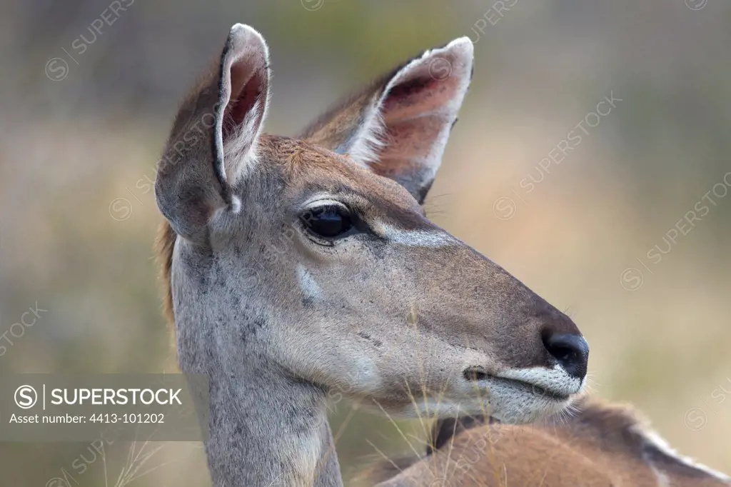 Portrait of Greater Kudu female Kruger South Africa