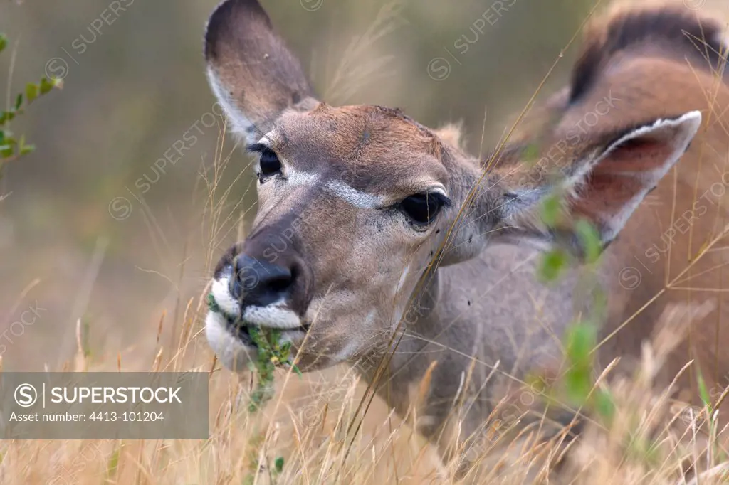 Portrait of Greater Kudu female eating Kruger South Africa