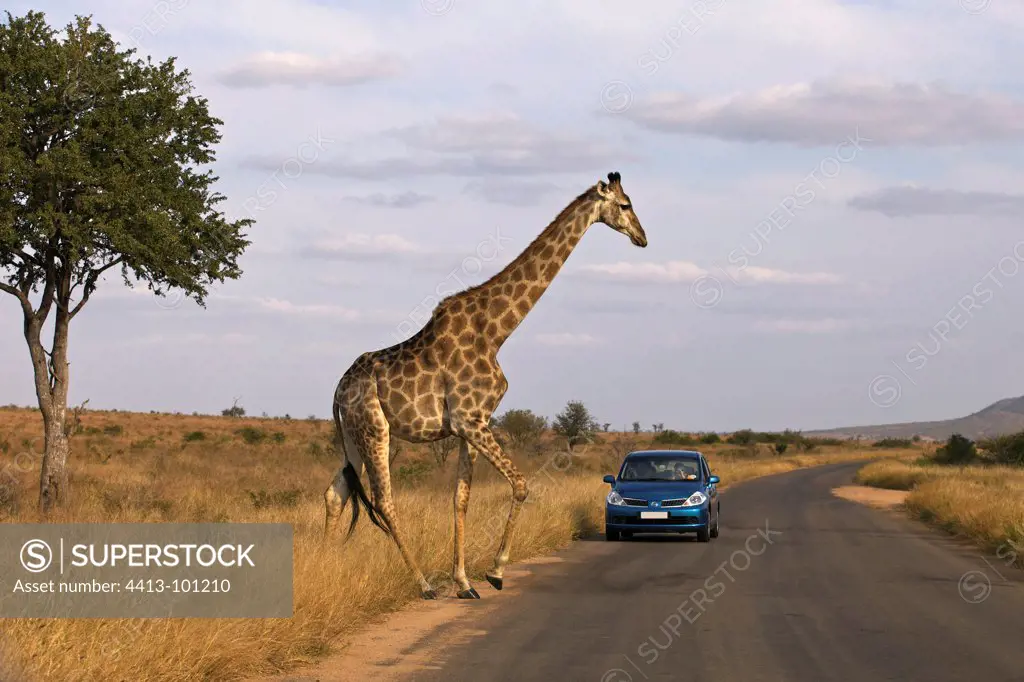 Giraffe crossing in front of a car Kruger South Africa