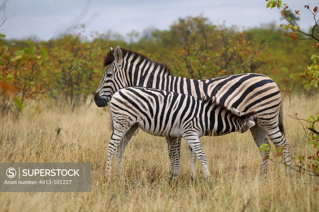 Young Plains Zebra suckling Kruger South Africa