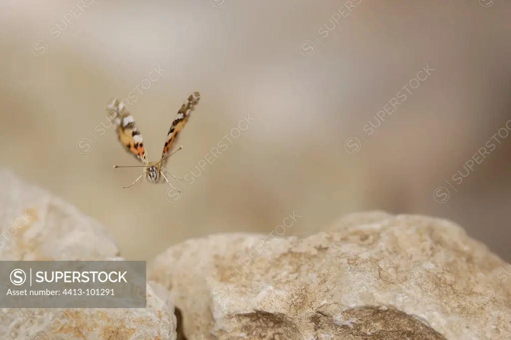 Painted Lady in flight over a rocky path France