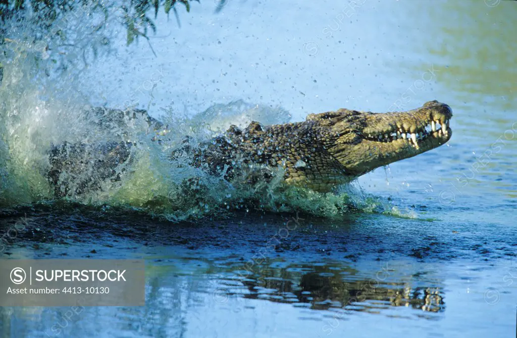 Salt water Crocodile emerging from water Australia