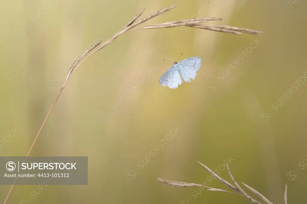Holly Blue Butterfly in flight at summer France