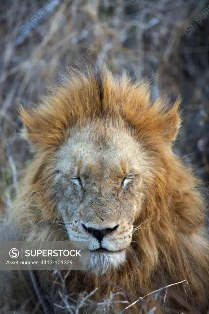 Portrait of very old lion lying in the savannah Kruger