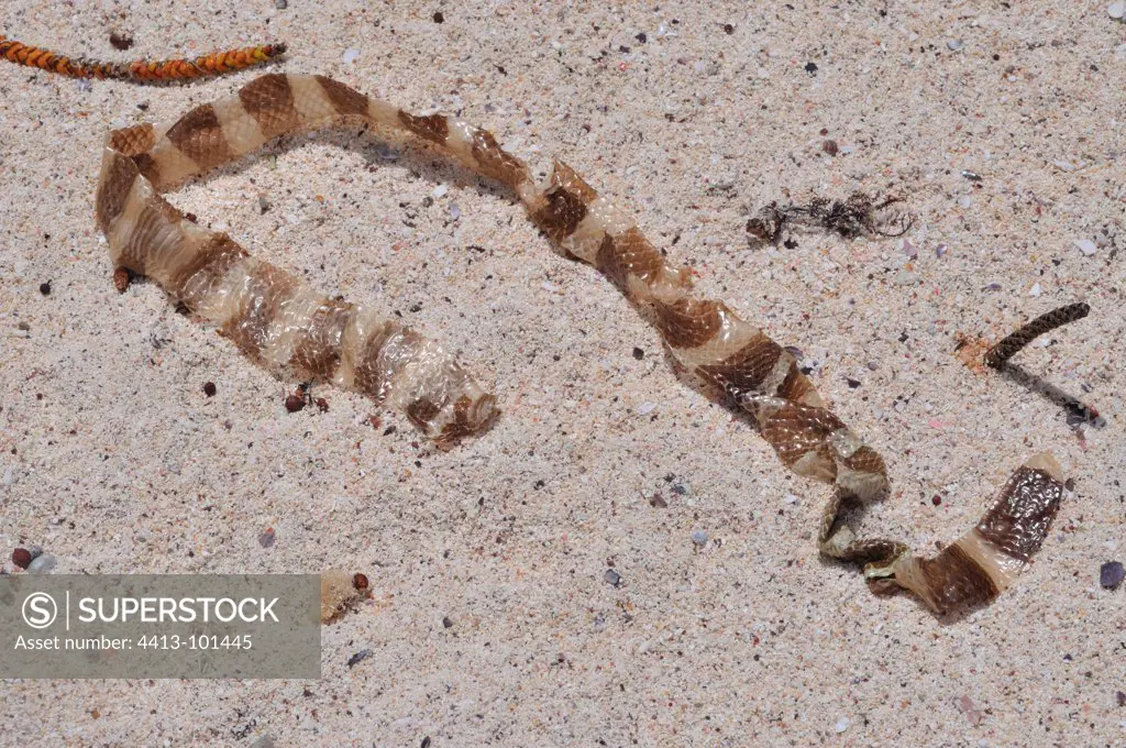 Banded Sea Snake molt on sand Ile des Pins New-Caledonia