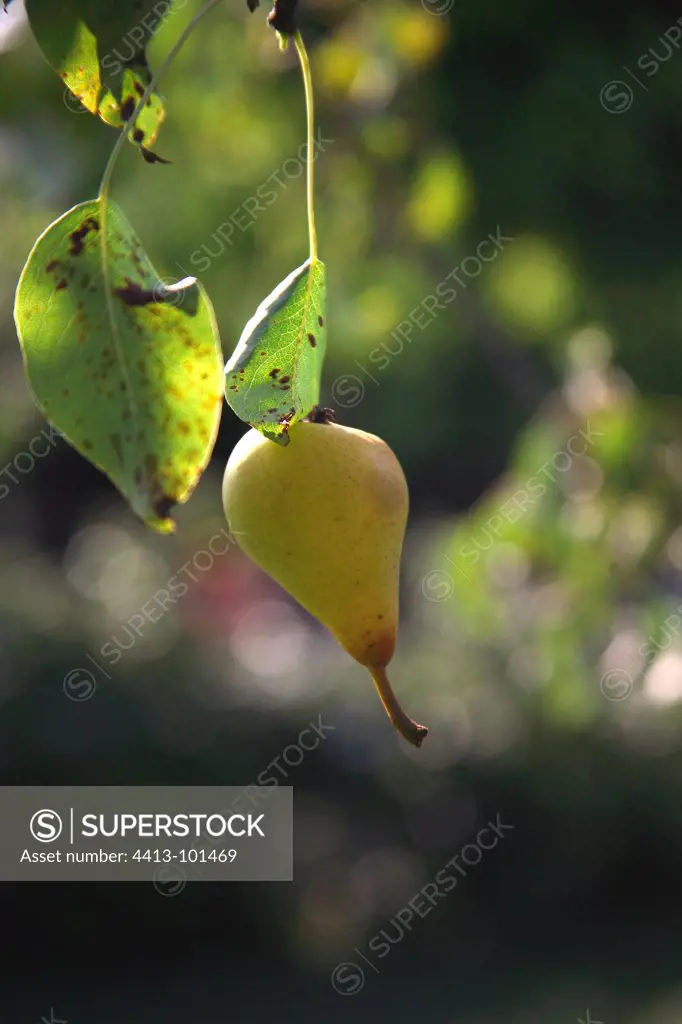 Pear held by a leaf in a garden France