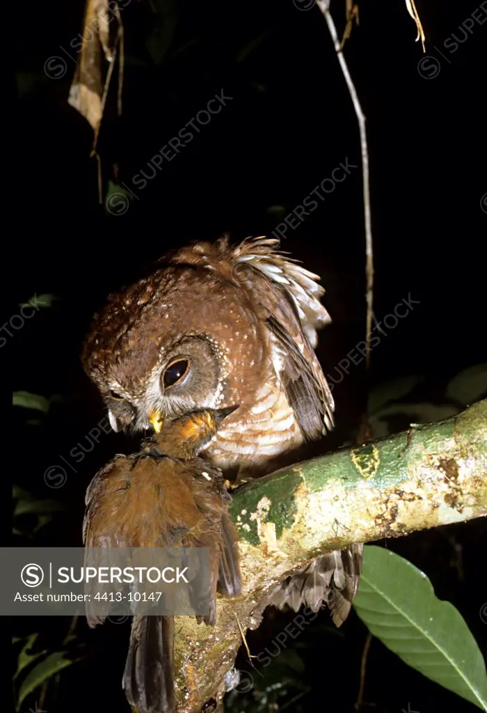 African owl with a prey Congo Brazaville