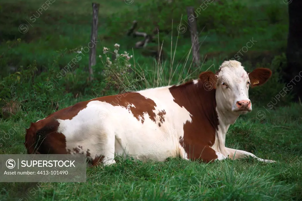 Montbeliard cow lying in the grass France