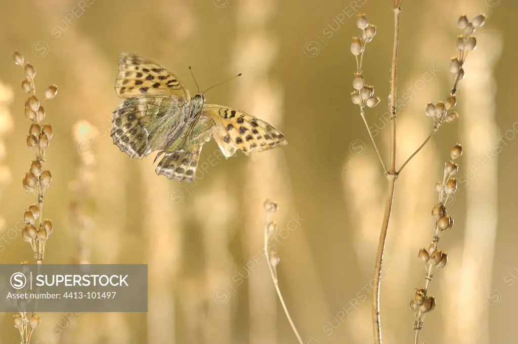 Silver Washed Fritillary flight atop a hill in Ardèche