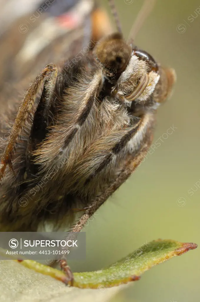 Portrait of a Red Admiral