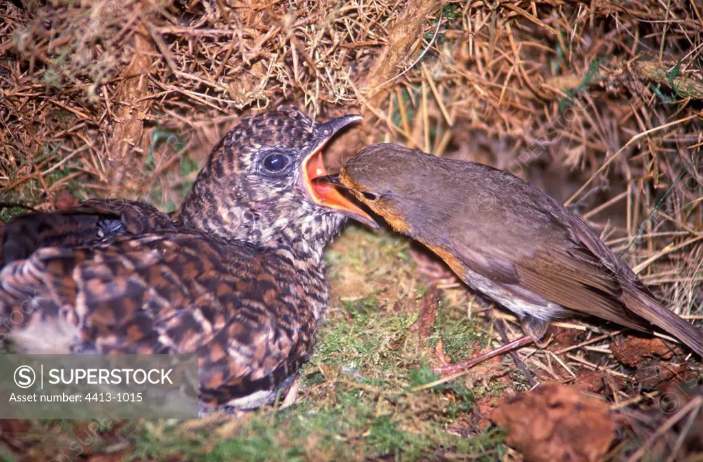 Tenerife Robin feeding a young Common Cuckoo France