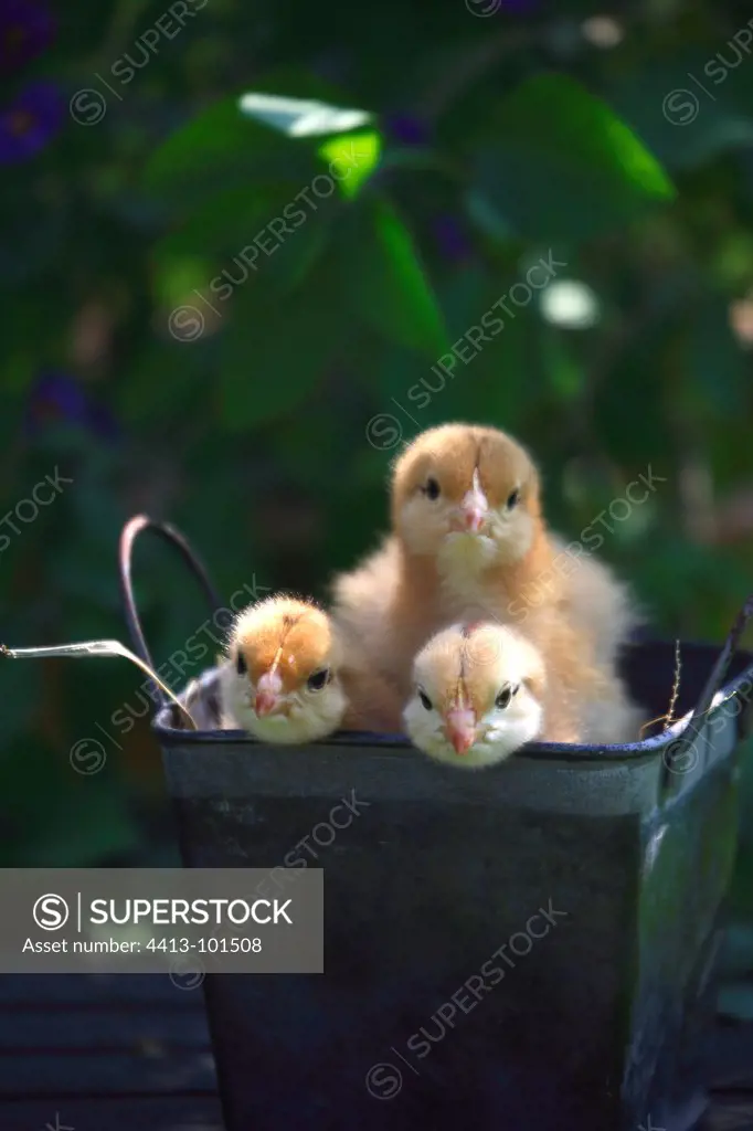 Chicks in a decorative pot on a patio tableFrance