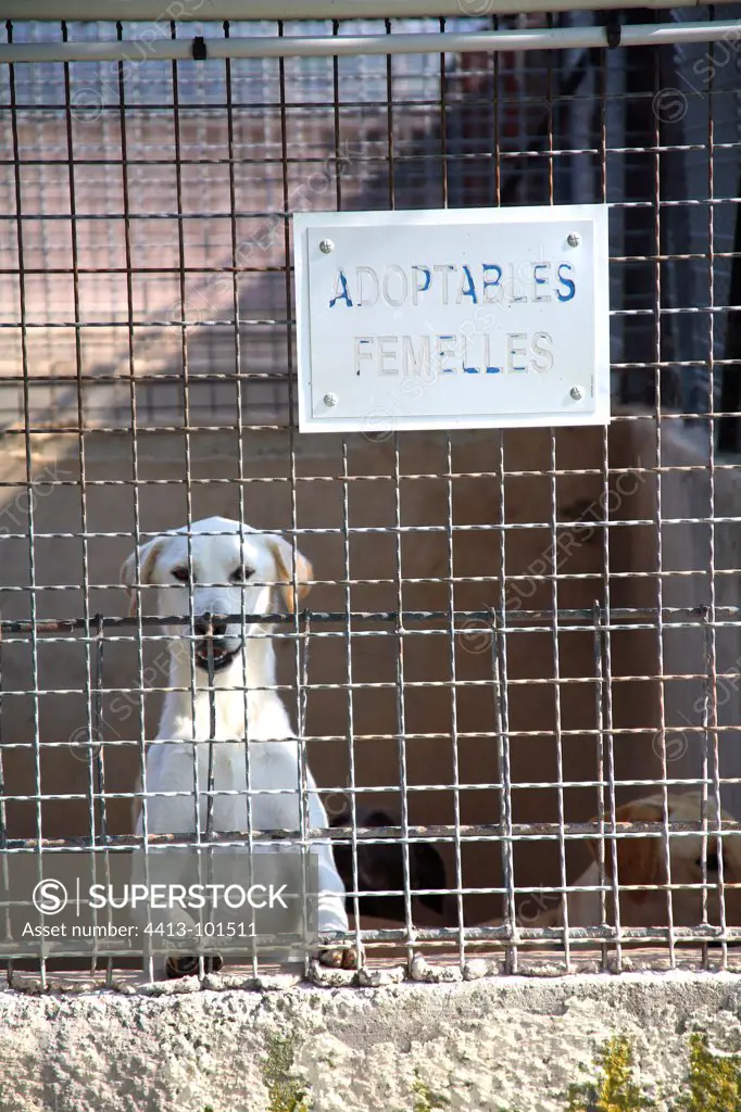 Dog awaiting adoption in shelters SPA France