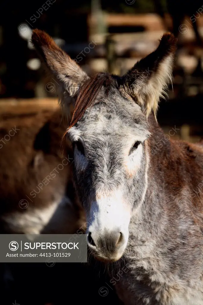 Portrait of Donkey France