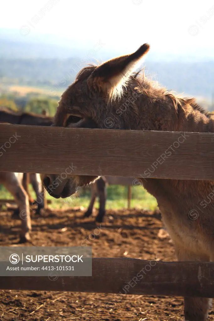 Portrait of Donkey behind a wooden fence France