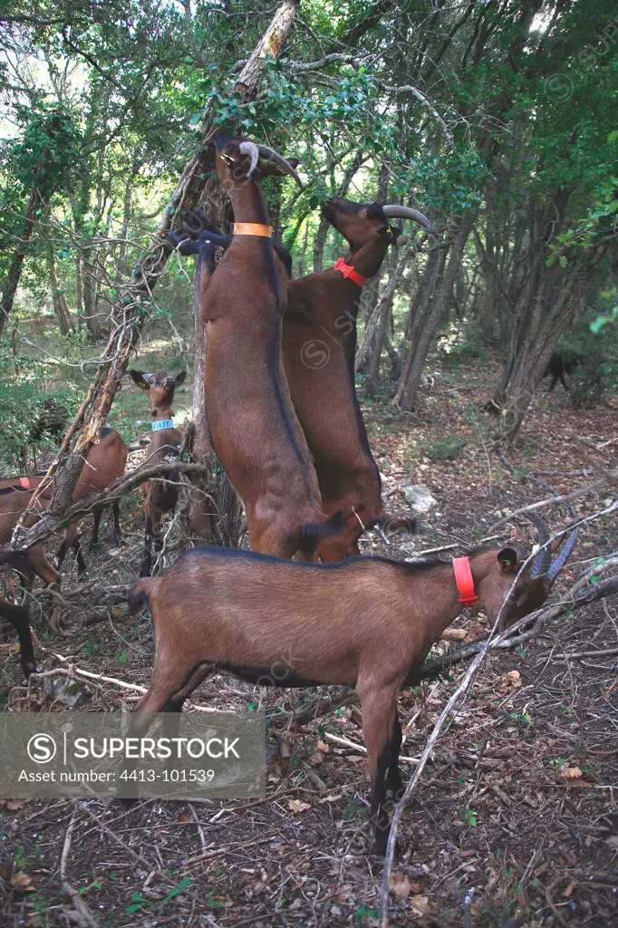 Goats eating in undergrowth France