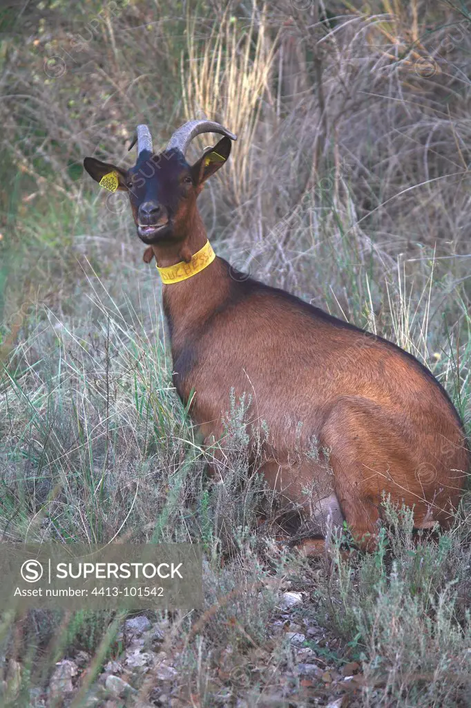 Goat sitting in the low vegetation France