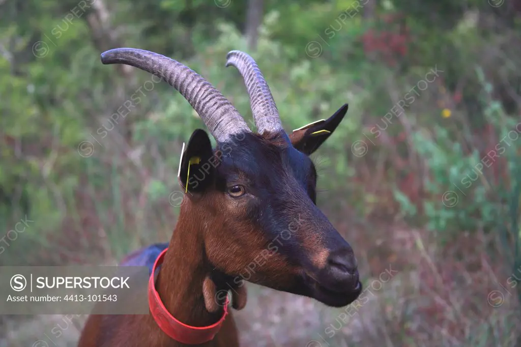 Portrait Goat wearing a red collar France