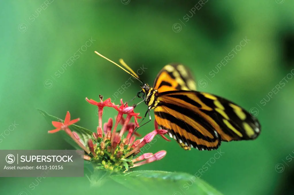 Heliconius butterfly gathring nectar South America