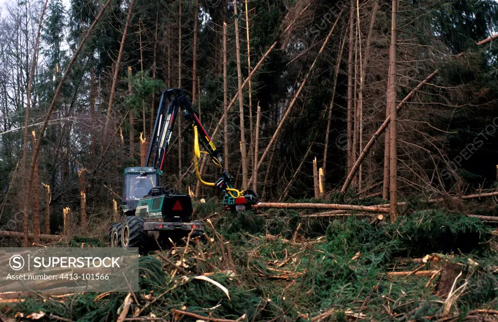 Cleaning the forest after the storm of December 26, 1999