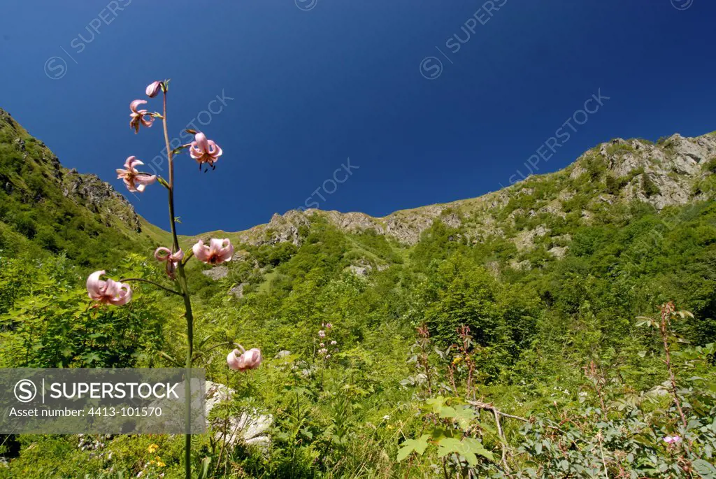 Martagon lilies blooming in a glacial cirque Vosges France