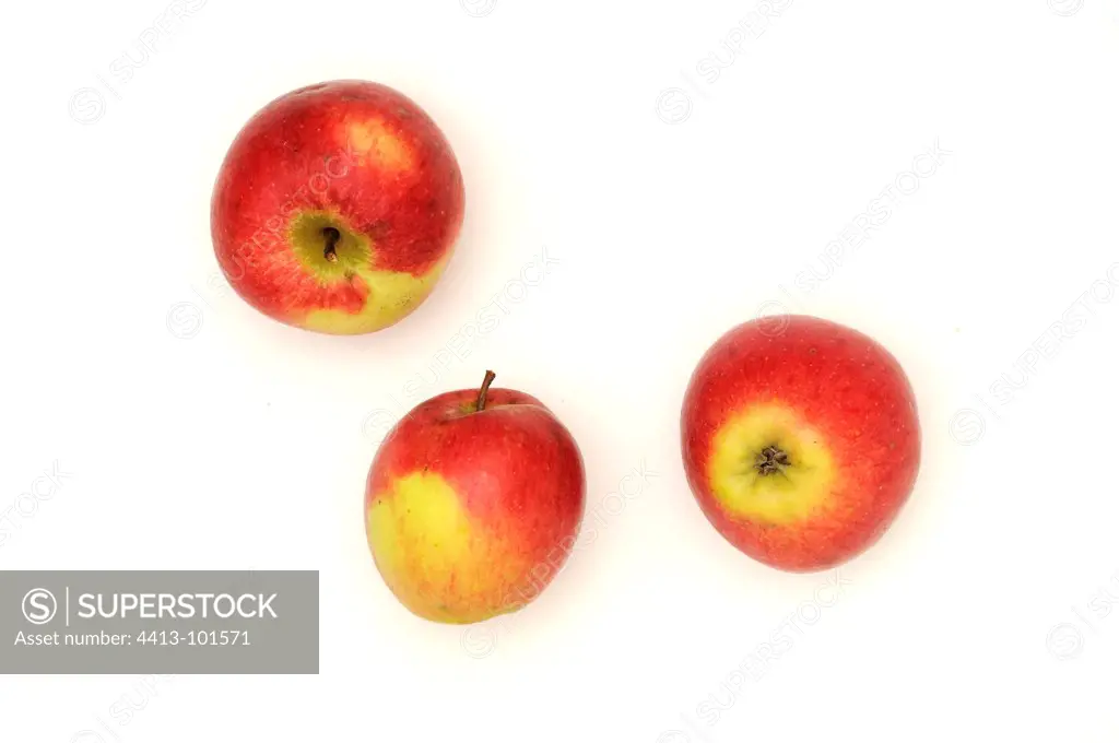 Apples 'Armenienne' on white background