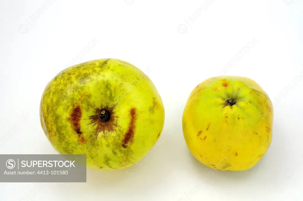 Quince on a white background