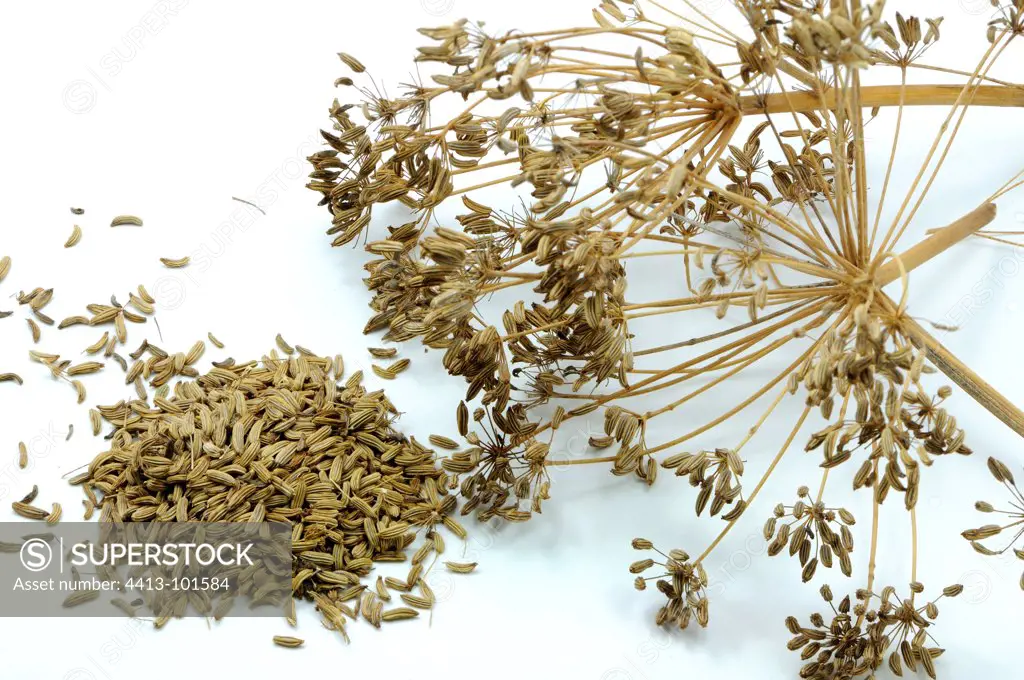 Seeds and Dried Fennel umbels on white background