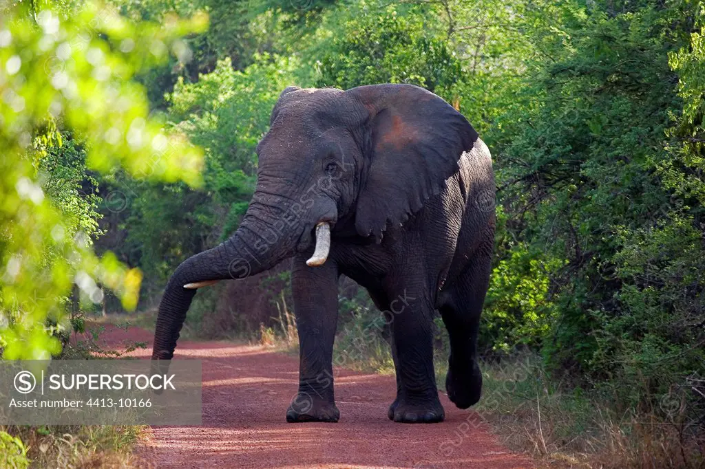 African elephant going on a way Rwanda