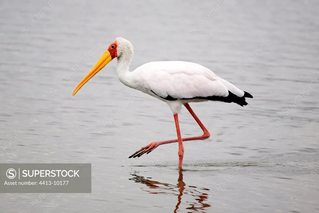 Yellow-billed Stork seeking its food in water Rwanda