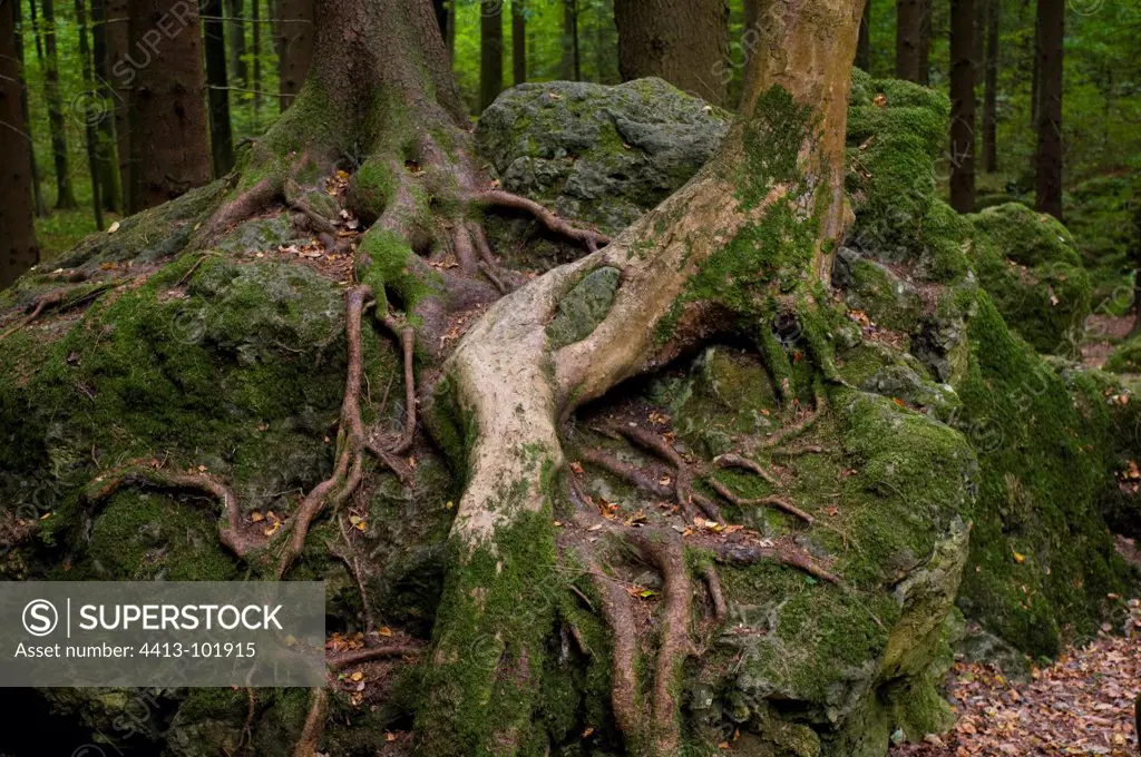 Tree roots on rocks in Bavarian Forest