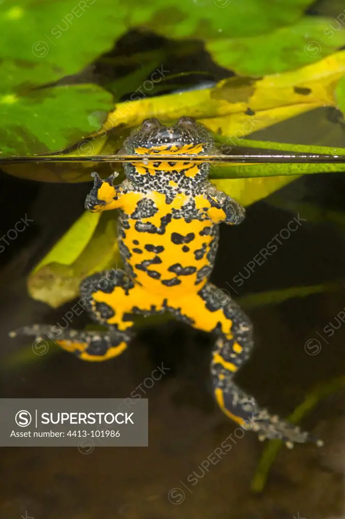 Yellow-bellied Toad in a pond in Bavaria Germany